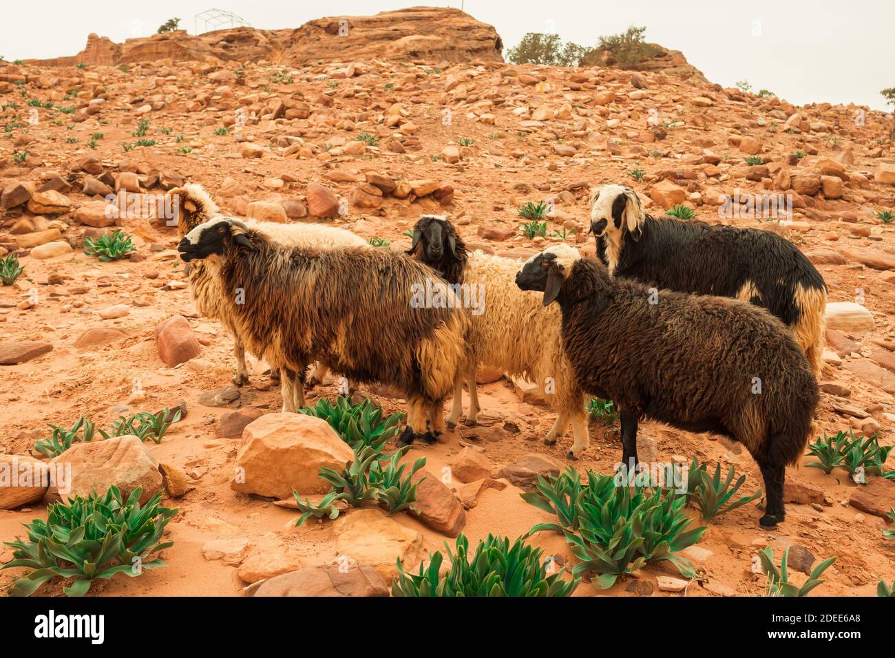 sheeps in Petra, Jordan Stock Photo