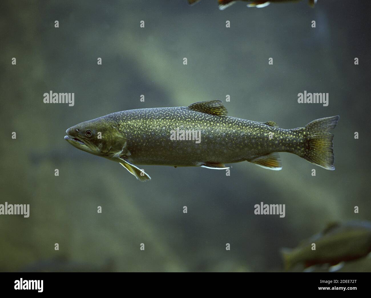 Arctic Char, salvelinus alpinus, Underwater view Stock Photo Alamy