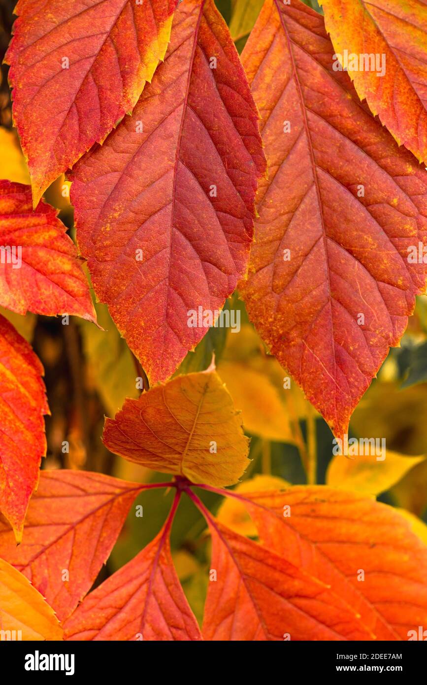 Bright golden red leaves branch in deep october Stock Photo