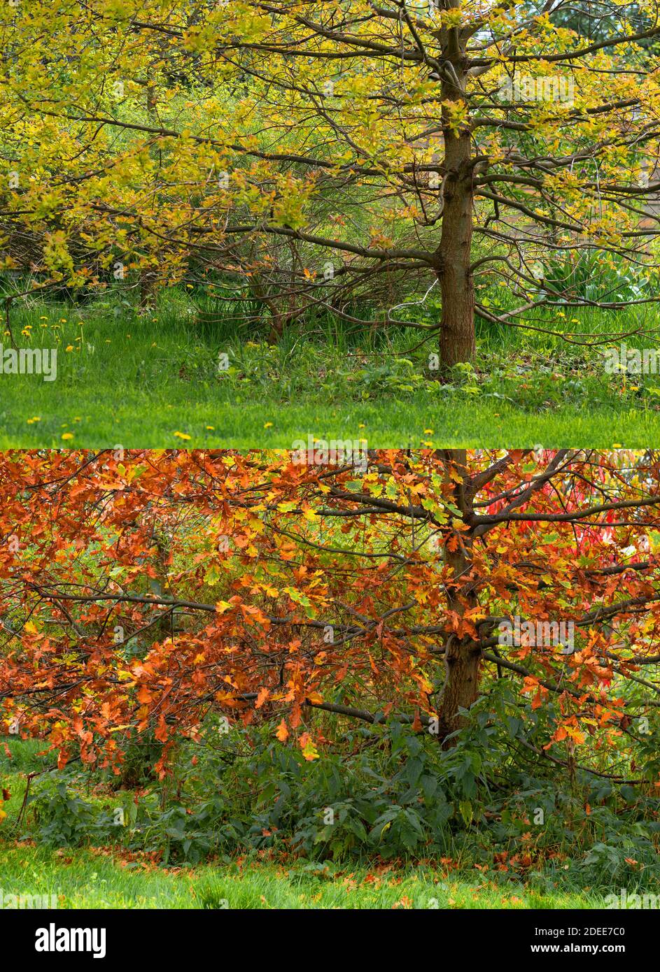 Big oak leaves two seasons changing summer autumn Stock Photo