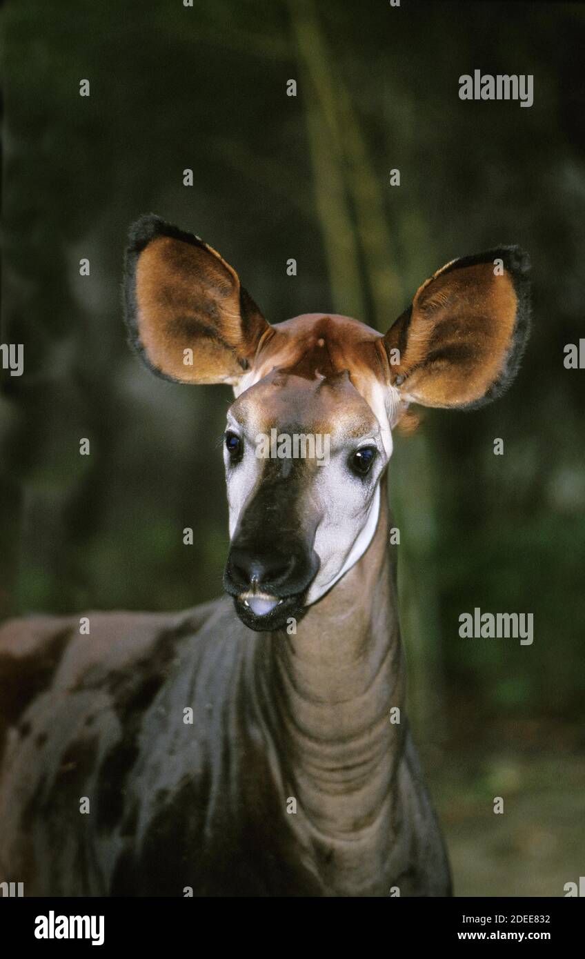 Okapi, okapia johnstoni, Portrait of Adult Stock Photo - Alamy