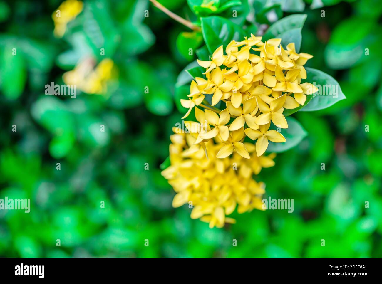 Rubiaceae flower, Medicinal properties, Root, sweet cold taste cure phlegm and cure epilepsy, fix the fire element, fix the disabled eyes, Leaves, nas Stock Photo