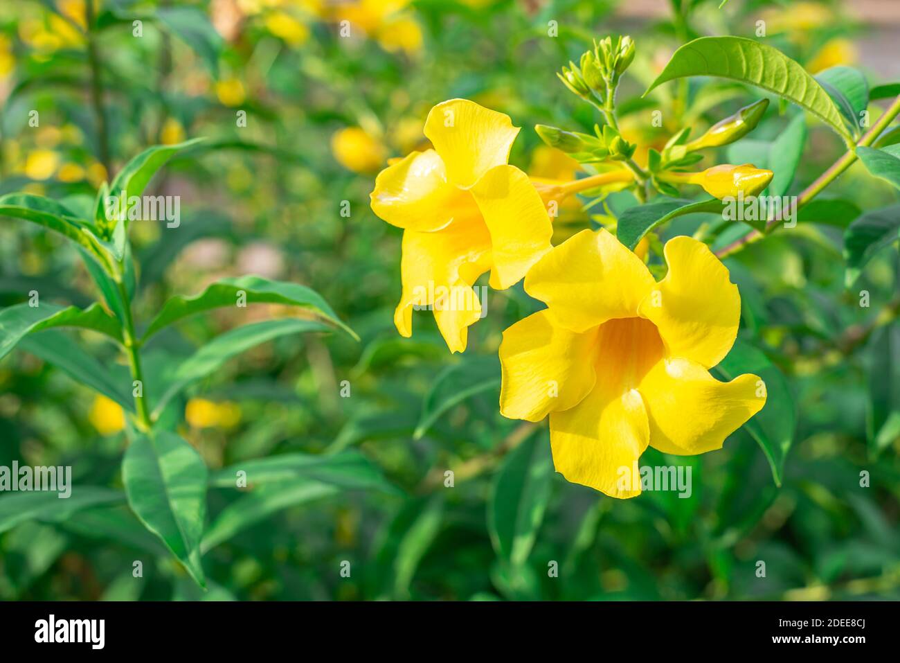 Caesalpinia flower on blurred green leaf background, Caesalpinia is a genus of flowering plants in the legume family Stock Photo