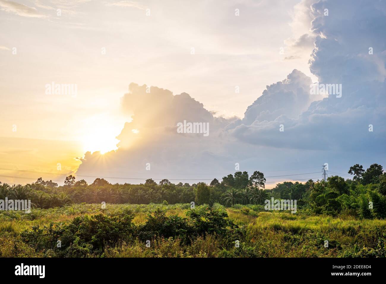Landscape meadows view with sky and white cloud and green grass in morning light Stock Photo