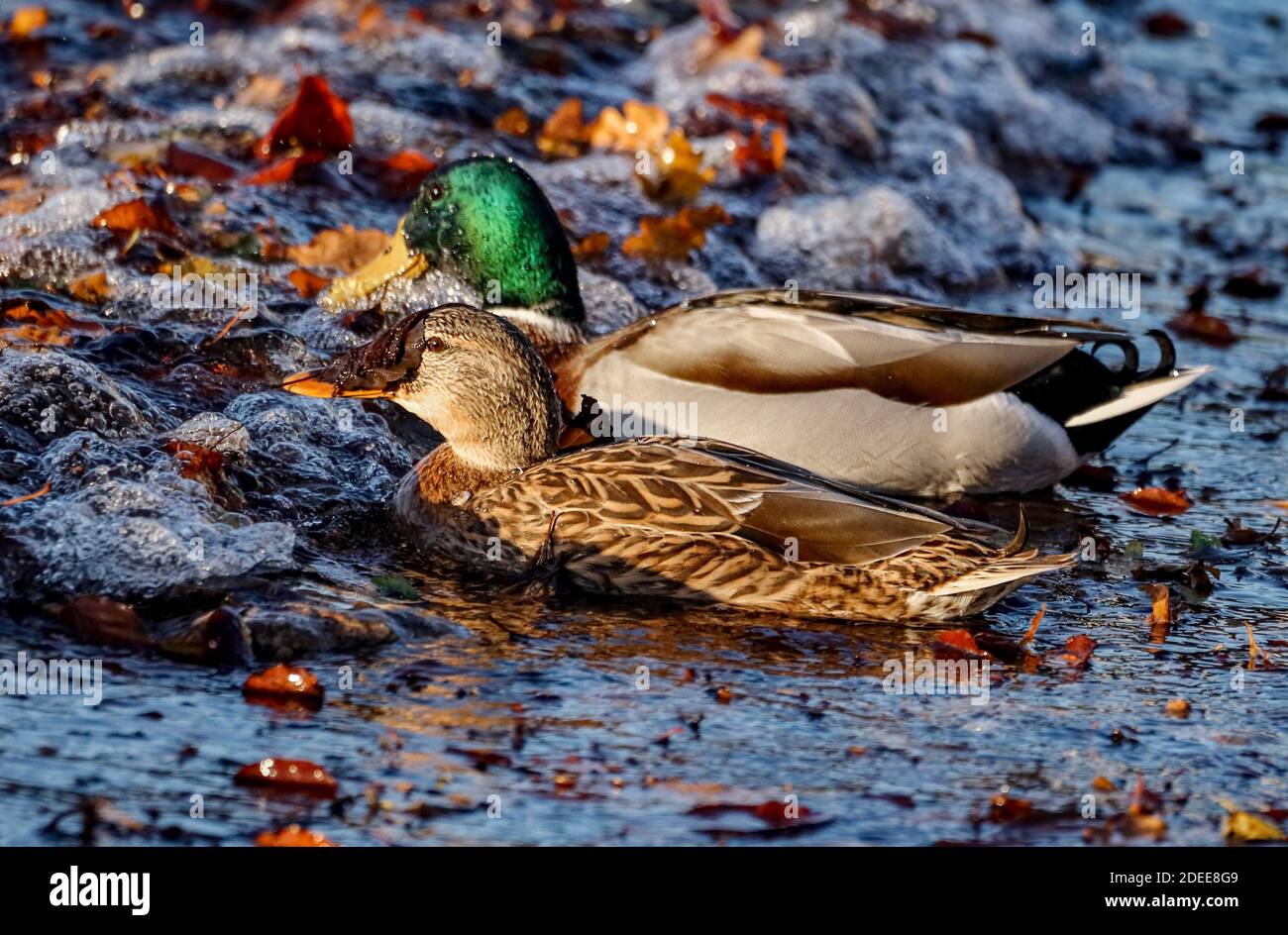 The pair of ducks struggled through leaf-covered lake water. A large leaf caught on the duck's beak and looked like a mask. Stock Photo