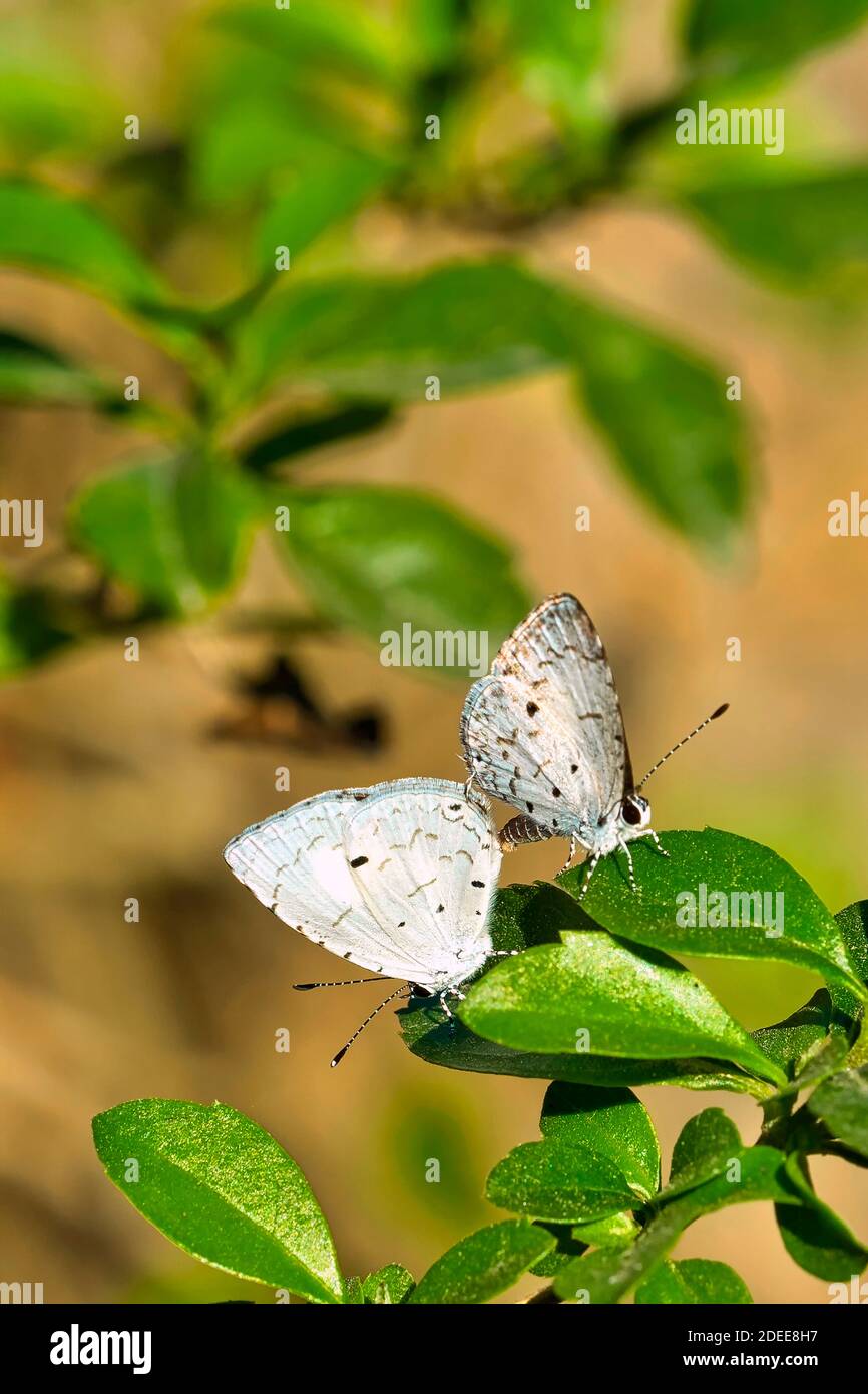 Gossamer-winged Butterfly, Lycaenid Butterfly, Royal Bardia National Park, Bardiya National Park, Nepal, Asia Stock Photo