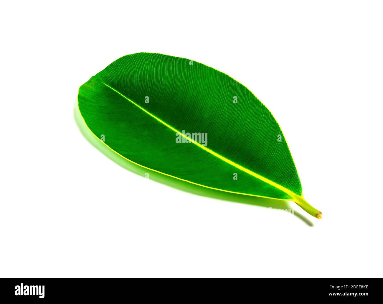 Tropical green leaf isolated on white background, Leaf from natural tropical forest Stock Photo