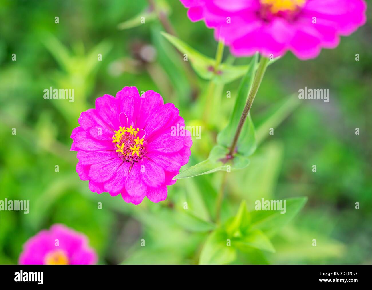 Gerbera or daisy, Flower purple color on blurred green nature background, Selective focus, Macro Stock Photo
