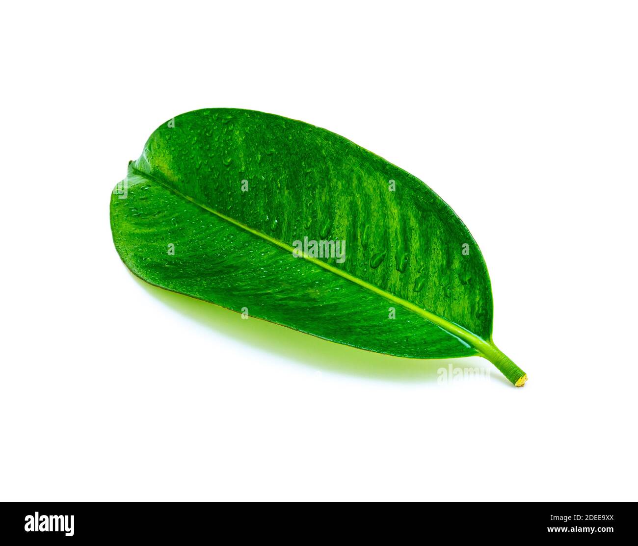 Tropical green leaf with drop water isolated on white background, Leaf from natural tropical forest Stock Photo