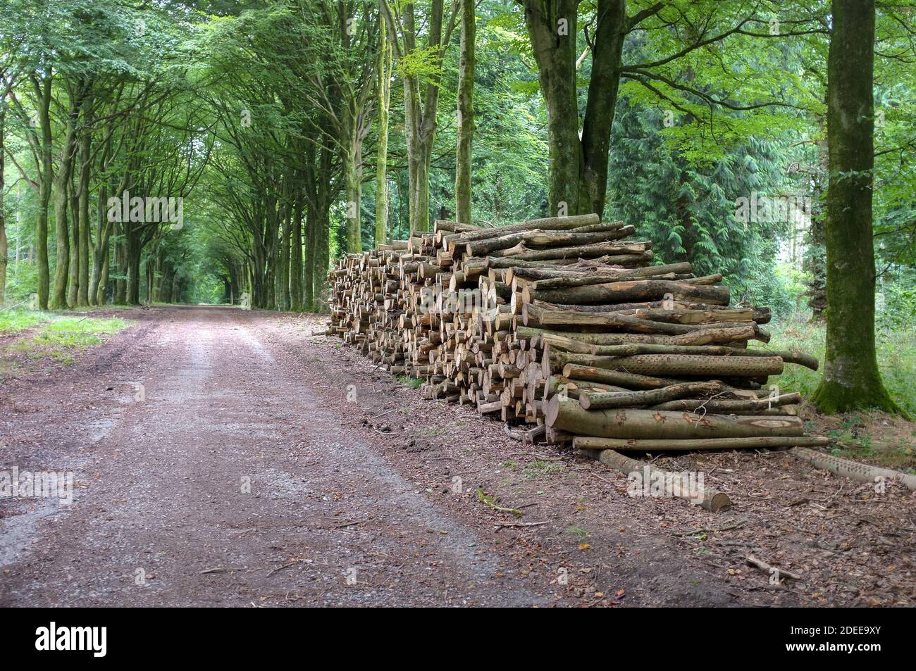Logs stacked beside an old Roman Road in Grovely Wood, Wilton, Near Salisbury Wiltshire 2018. Stock Photo
