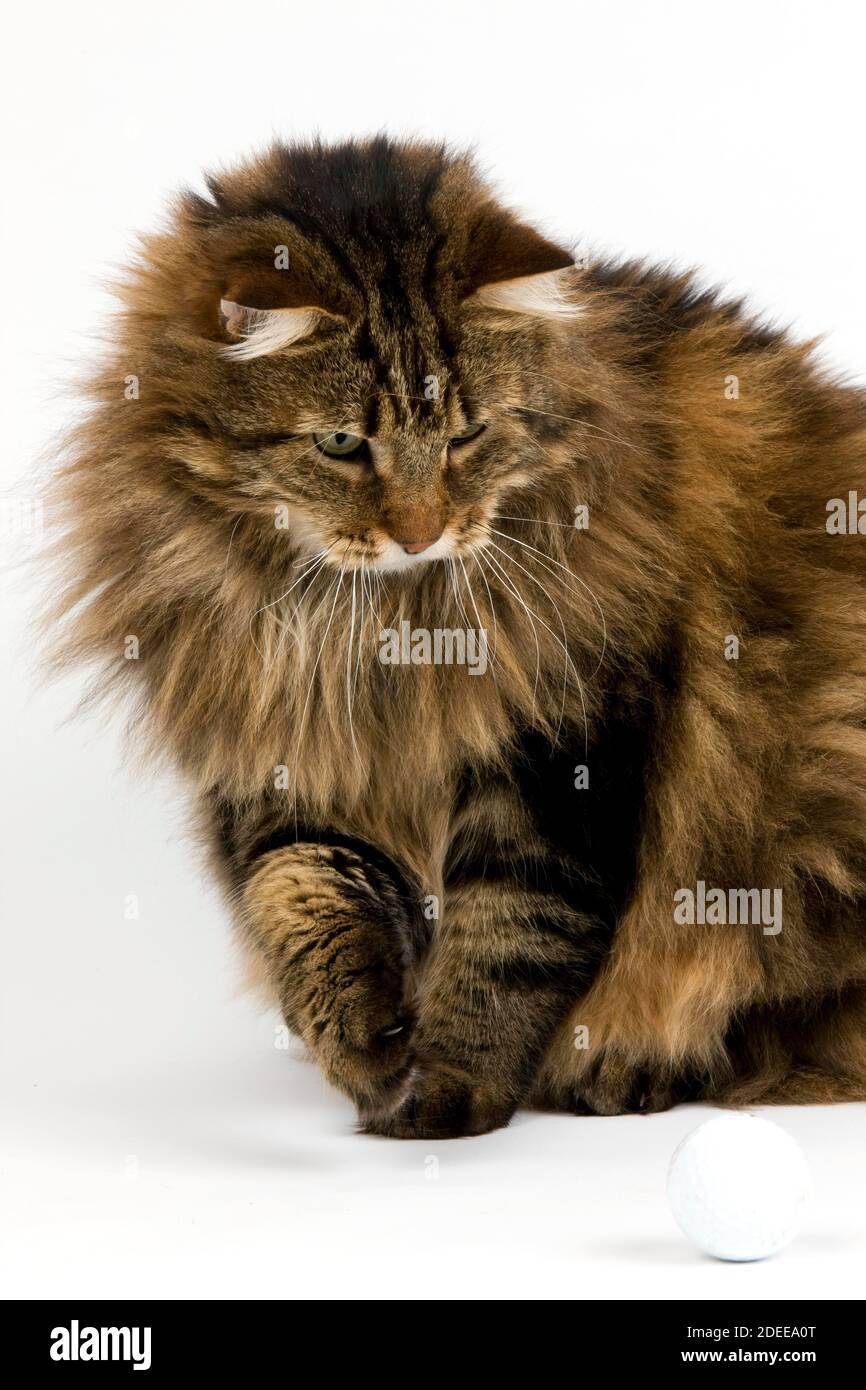 Angora Domestic Cat, Male playing with Golf's Ball against White