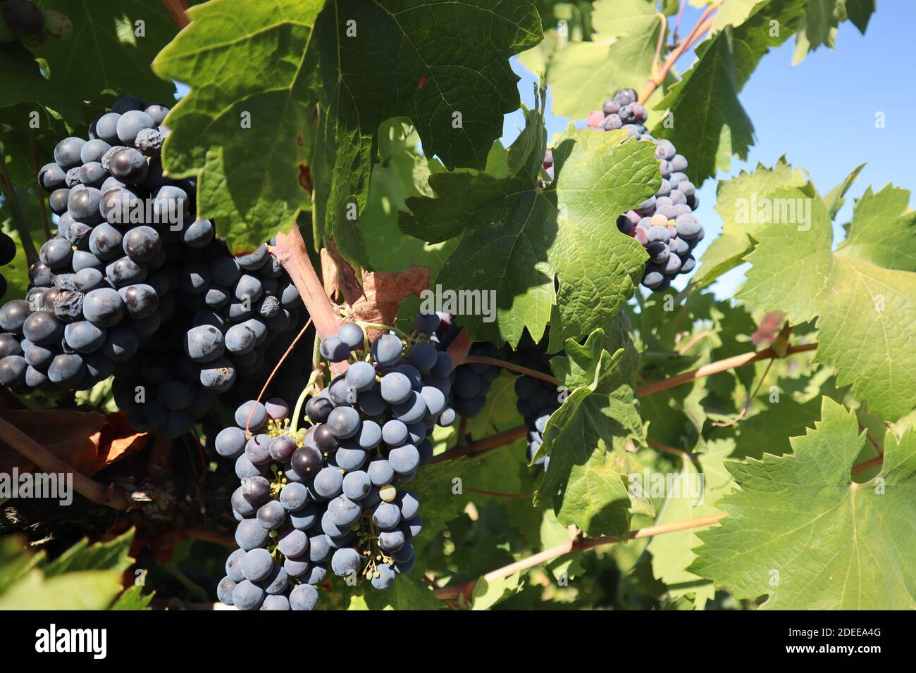 A closeup of old vine zinfandel red wine grapes in a vineyard within Lodi, California Stock Photo