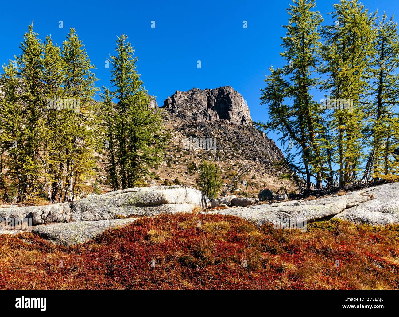 WA17691-00.....WASHINGTON -Larch trees and Cathedral Peak viewed from Upper Cathedral Lake area along the Boundary Trail #533 in the Pasayten Wilderne Stock Photo