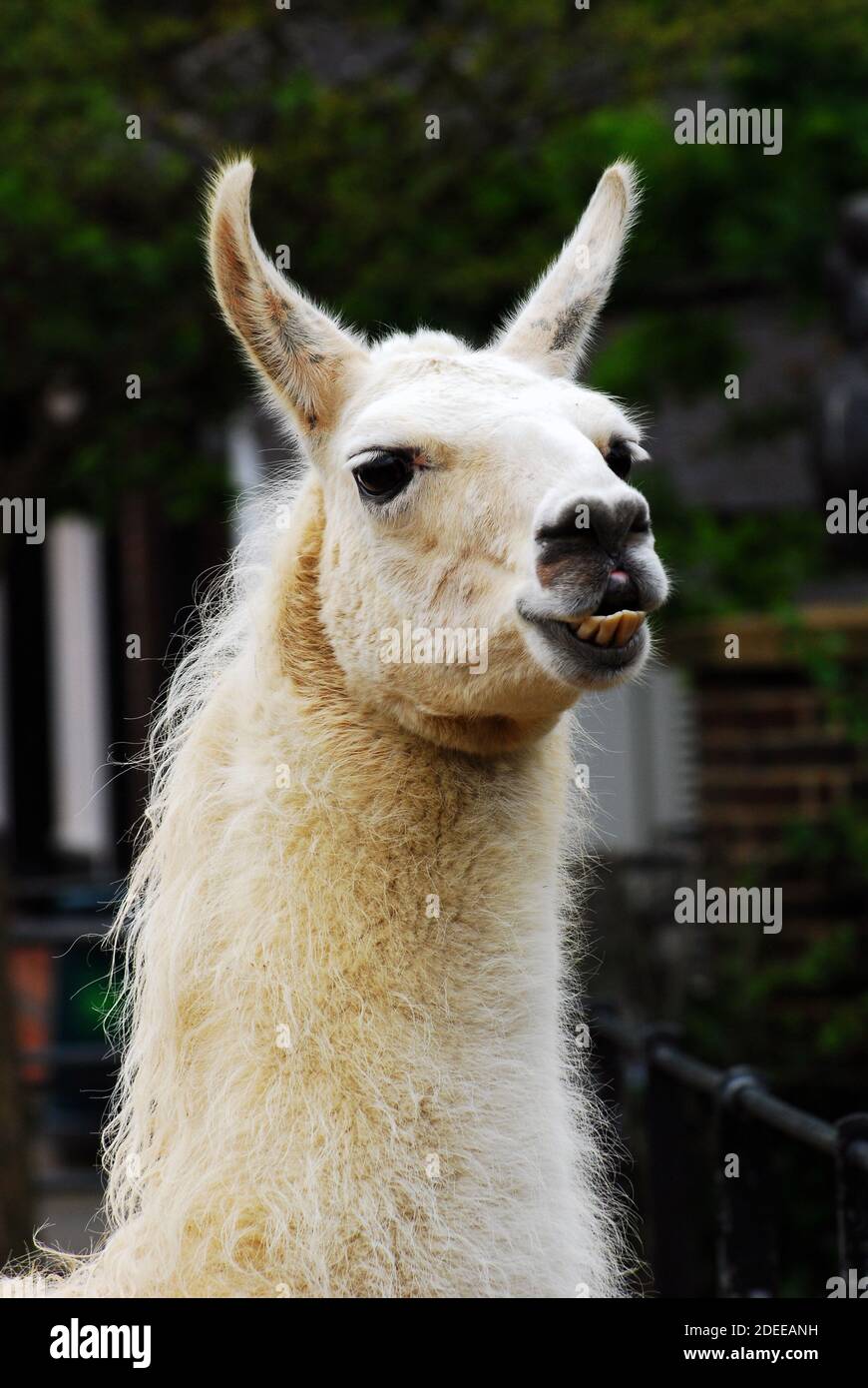 Llama (Lama glama), a hardy domesticated South American camelid, widely bred for its wool & meat Traditionally used as a pack animal in Andean culture Stock Photo