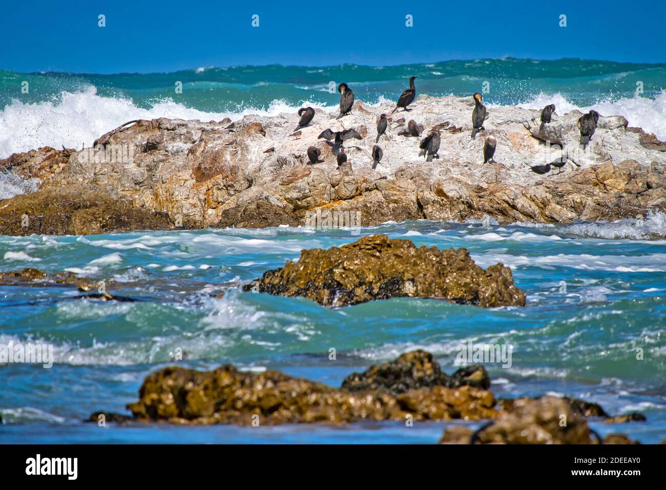 Cape Cormorant, Walker Bay Nature Reserve,