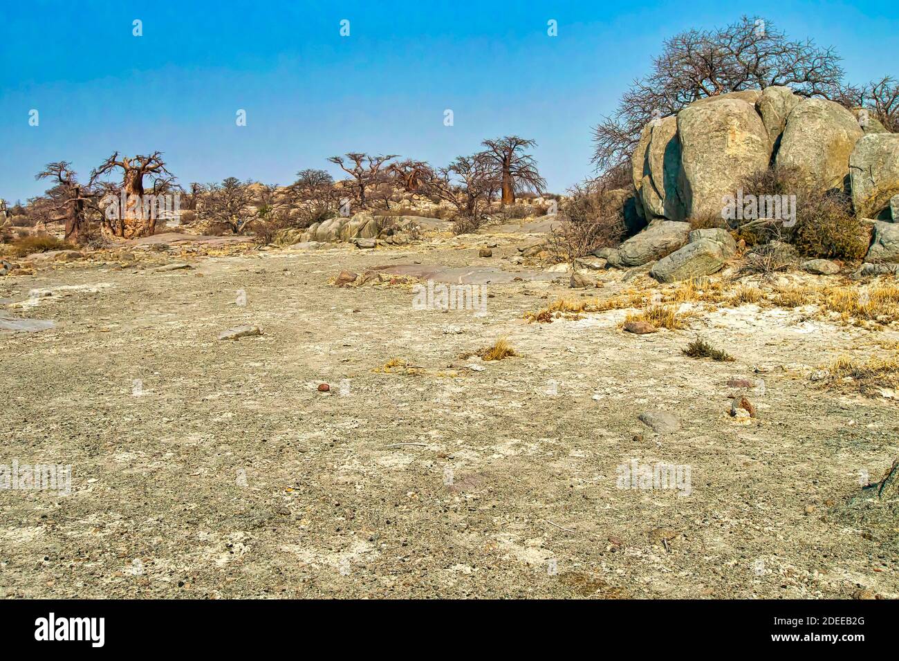 Baobab, Adansonia digitata, Kubu Island, White Sea of Salt, Lekhubu, Makgadikgadi Pans National Park, Botswana, Africa Stock Photo