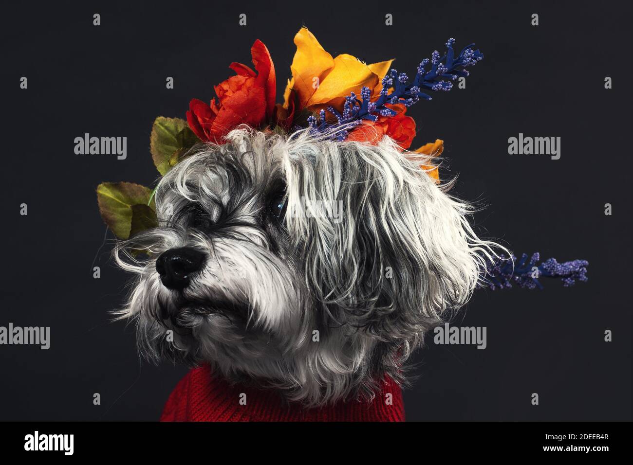 a salt and pepper terrier adorned with flowers Stock Photo