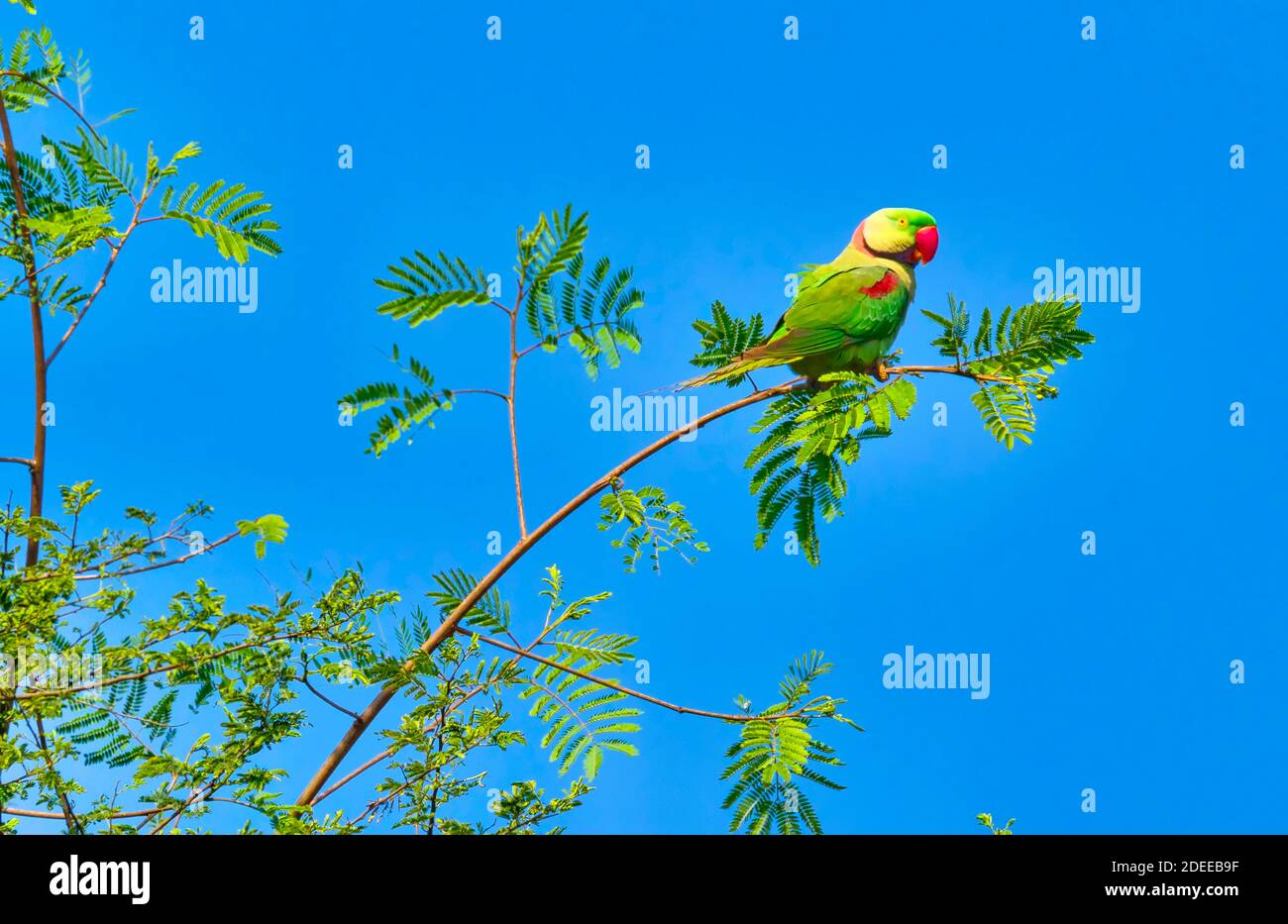 Alexandrine Parakeet, Psittacula eupatria, Riverine Forest, Royal