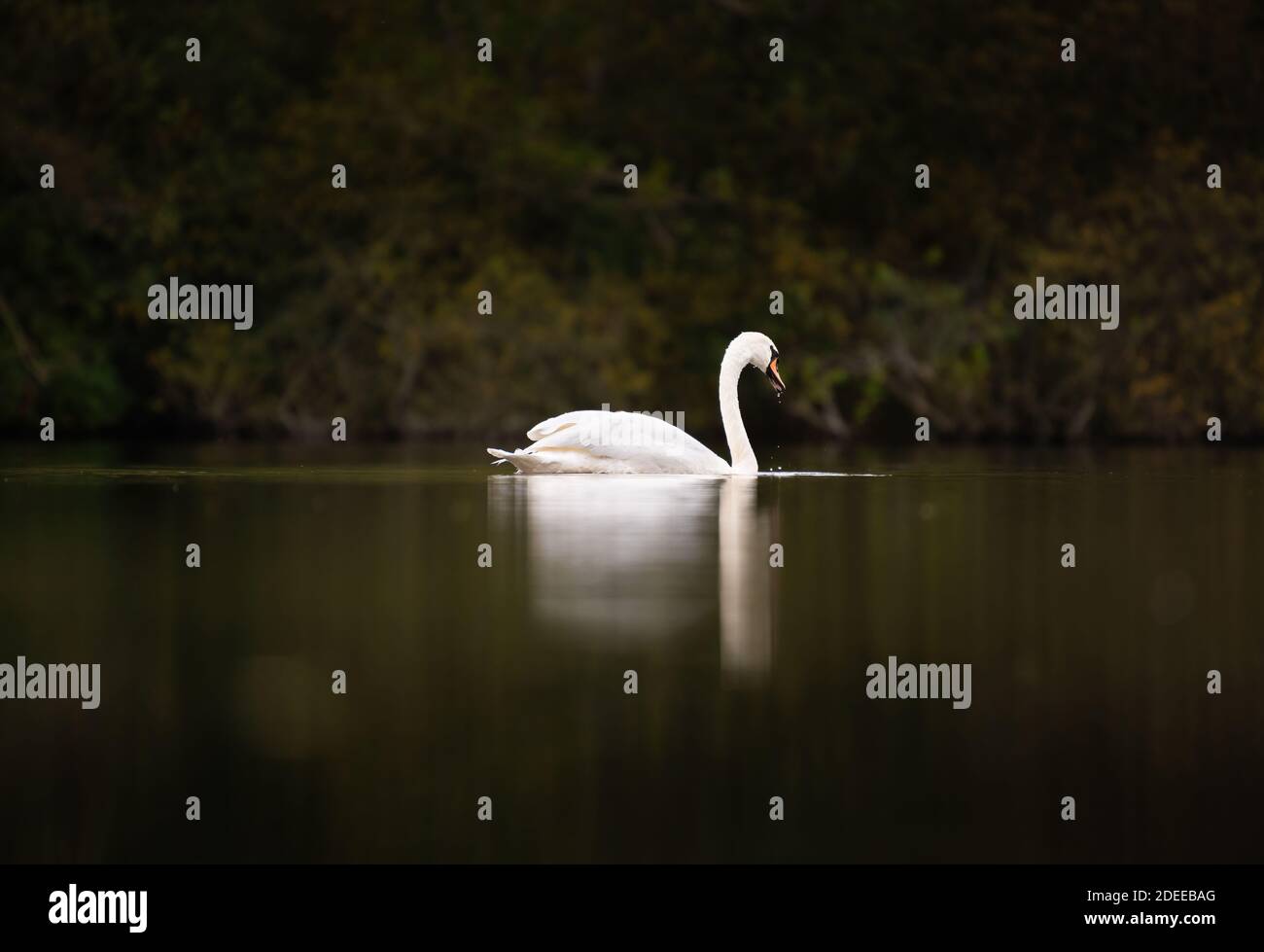 A reflection of a swan on a woodland lake on a dark overcast autumnal moody day. Stock Photo