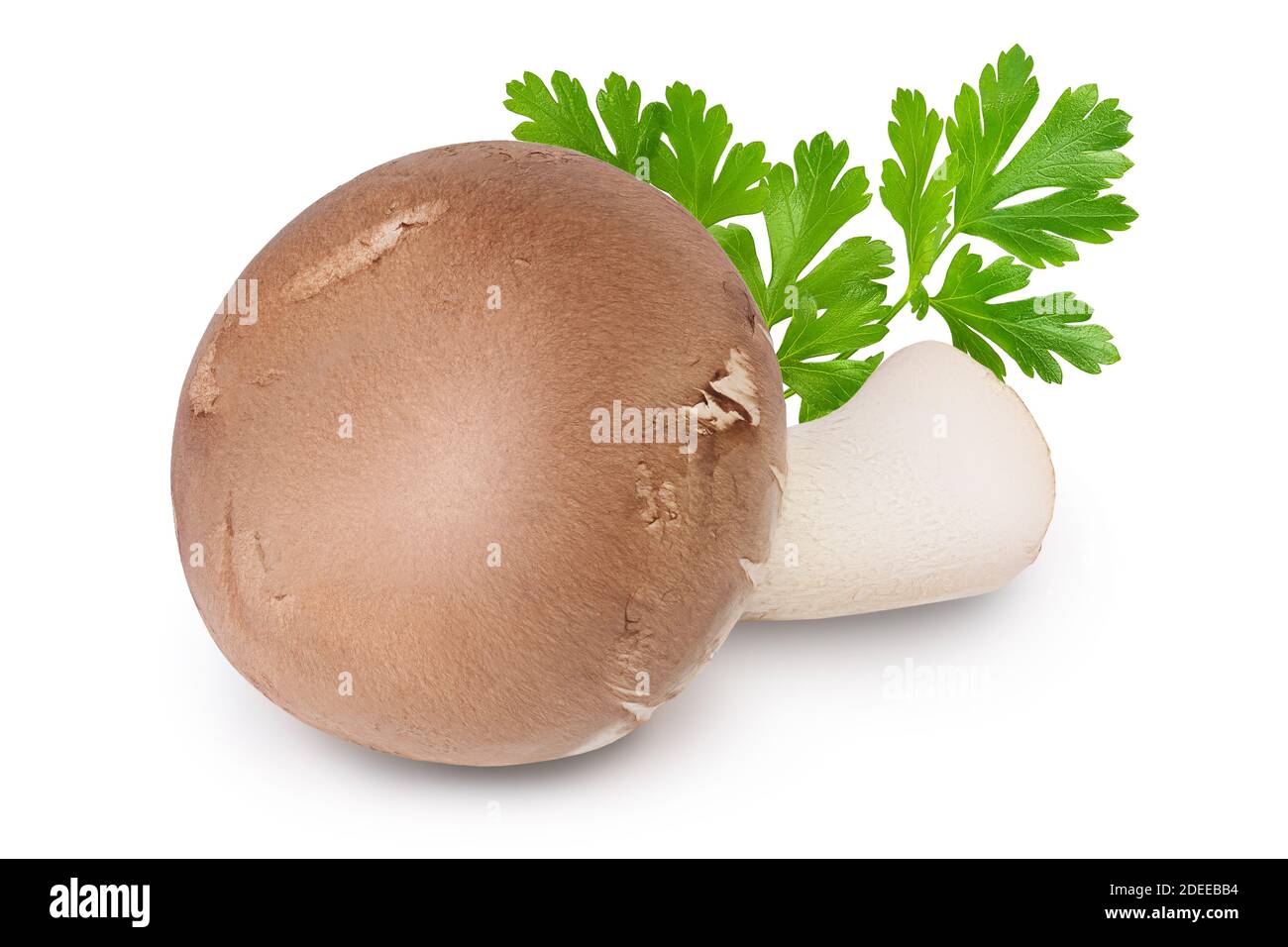 Royal Brown champignon isolated on white background with clipping path and full depth of field Stock Photo