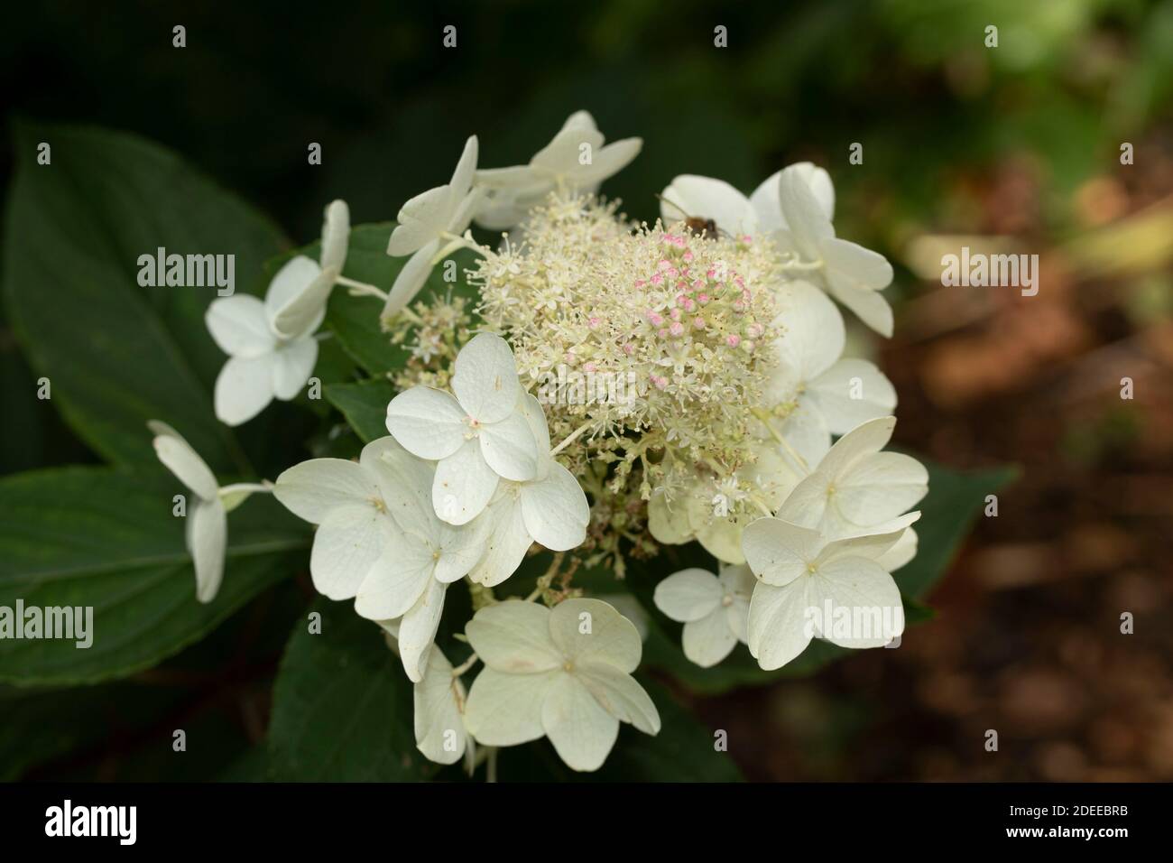Hydrangea Paniculata ( Last Post), flowers in close-up Stock Photo - Alamy