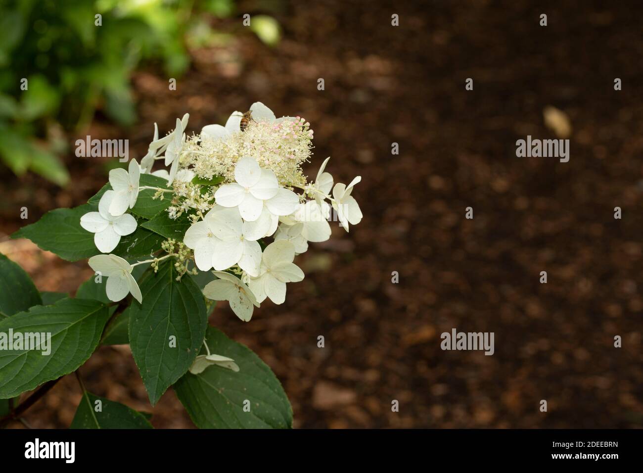 Hydrangea Paniculata ( Last Post), flowers in close-up Stock Photo - Alamy