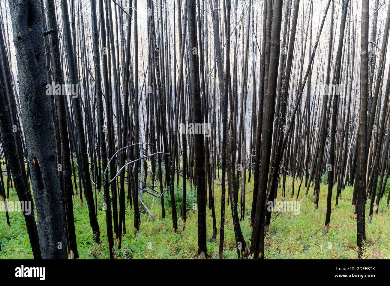 WA17714-00.....WASHINGTON - Burnt forest along the BoundaryTrail #533 near Bald Mountain, Pasayten Wilderness, Okanogan Wenatchee National Forest. Stock Photo