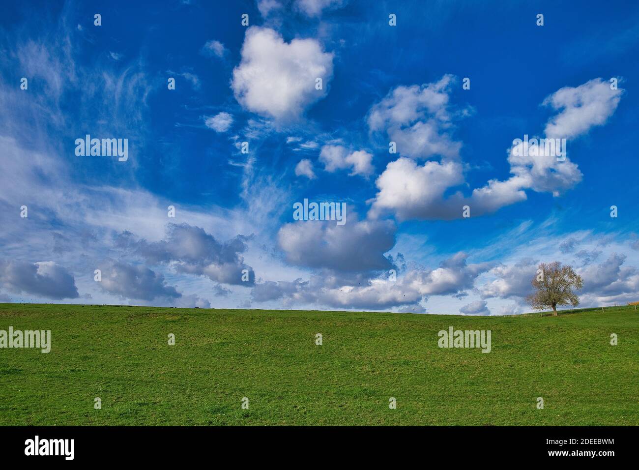 Cloudy sky one tree horizon hi-res stock photography and images - Alamy