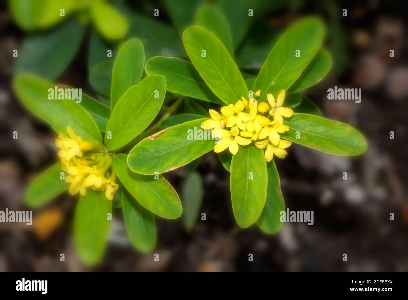 Daphne Gemmata ‘Royal Crown’ shrub showing yellow flowers, natural plant portrait Stock Photo