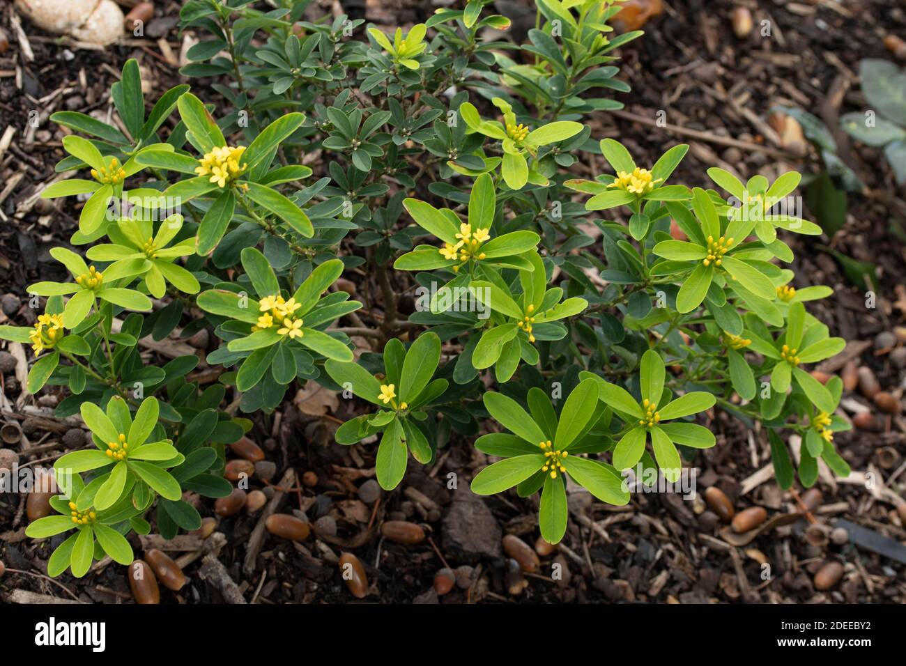 Daphne Gemmata ‘Royal Crown’ shrub showing yellow flowers, natural plant portrait Stock Photo