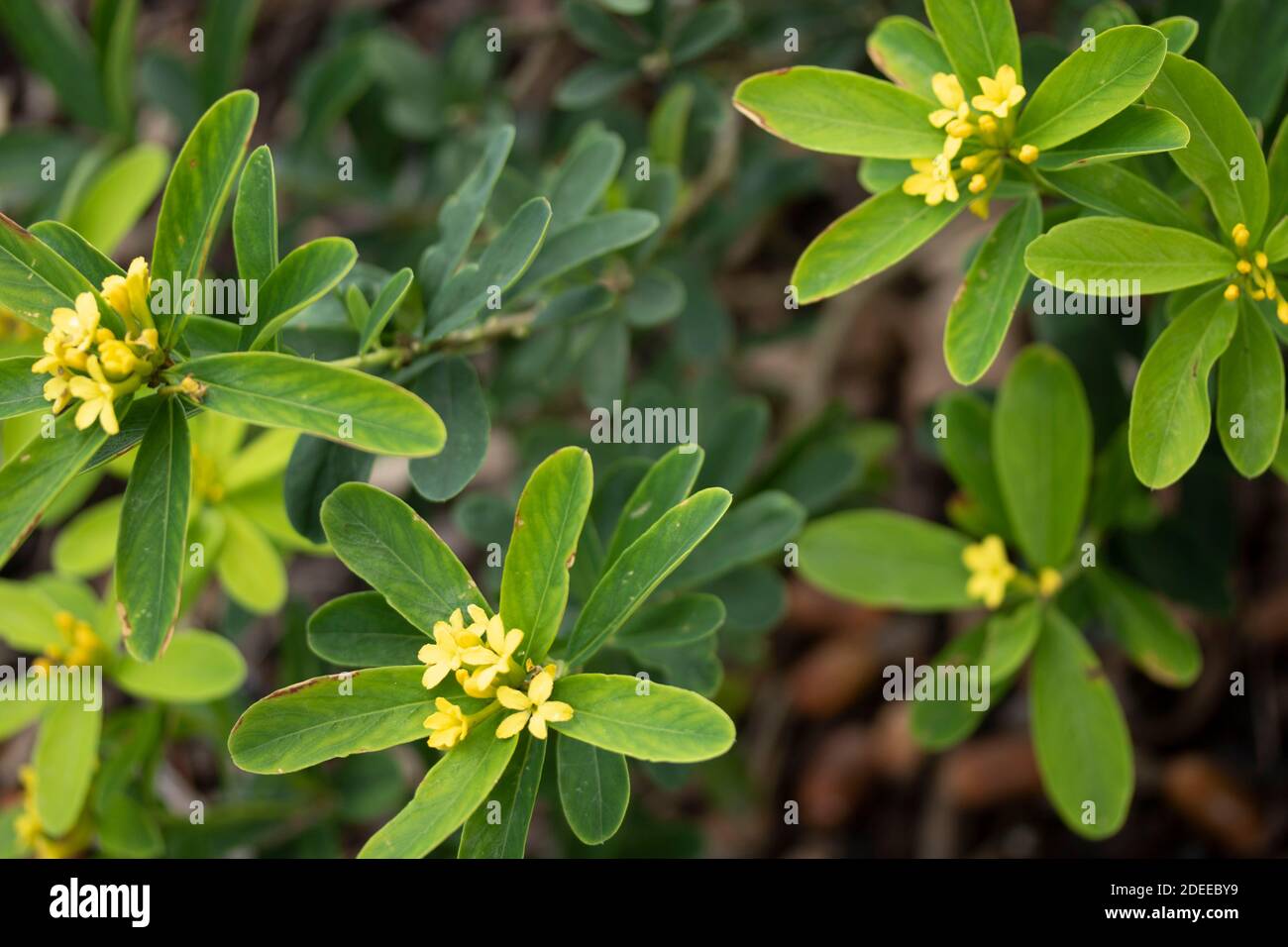 Daphne Gemmata ‘Royal Crown’ shrub showing yellow flowers, natural plant portrait Stock Photo
