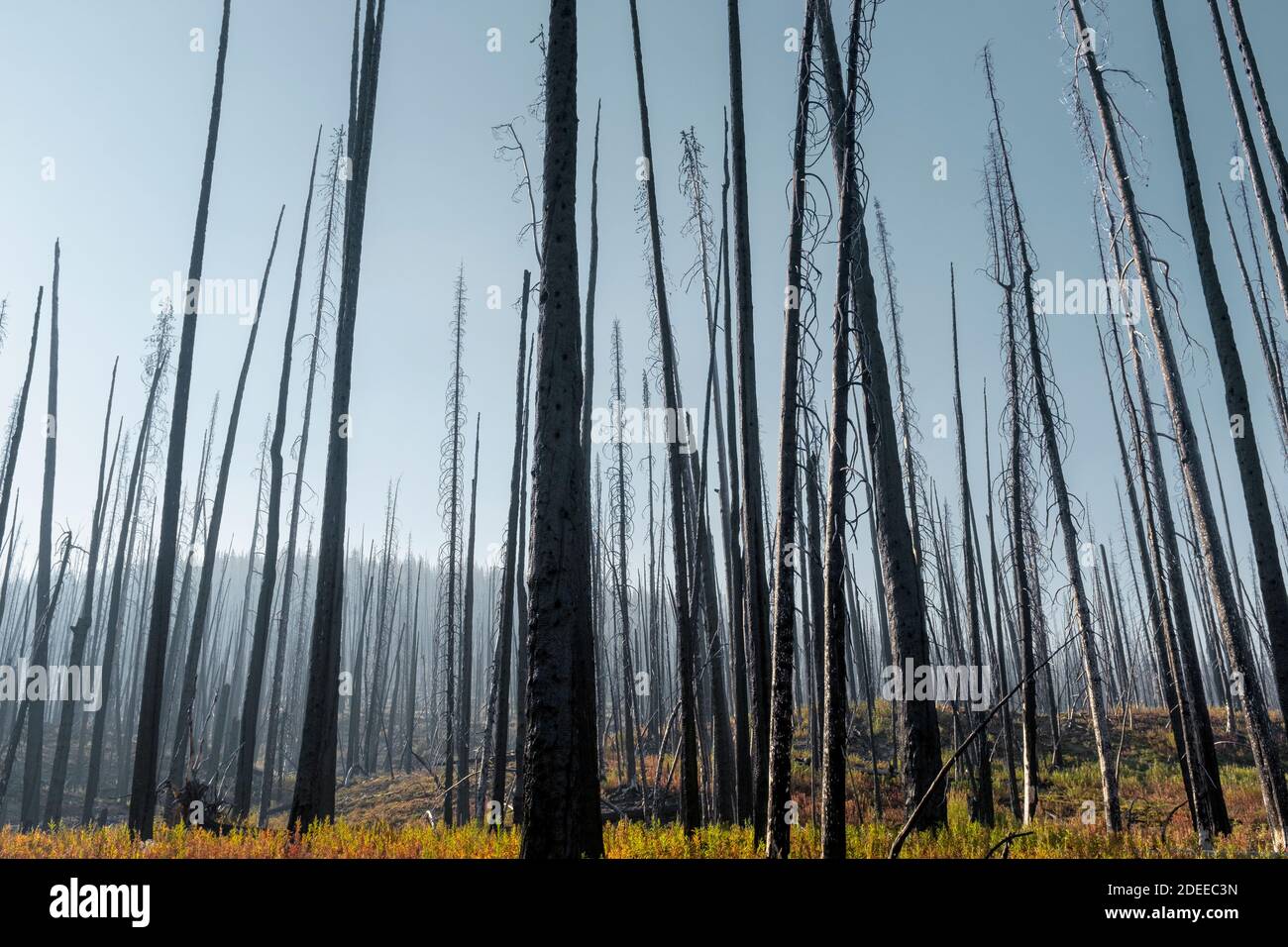 WA17719-00.....WASHINGTON - Burnt forest at Bunker Hill along the BoundaryTrail #533, Pasayten Wilderness, Okanogan Wenatchee National Forest. Stock Photo