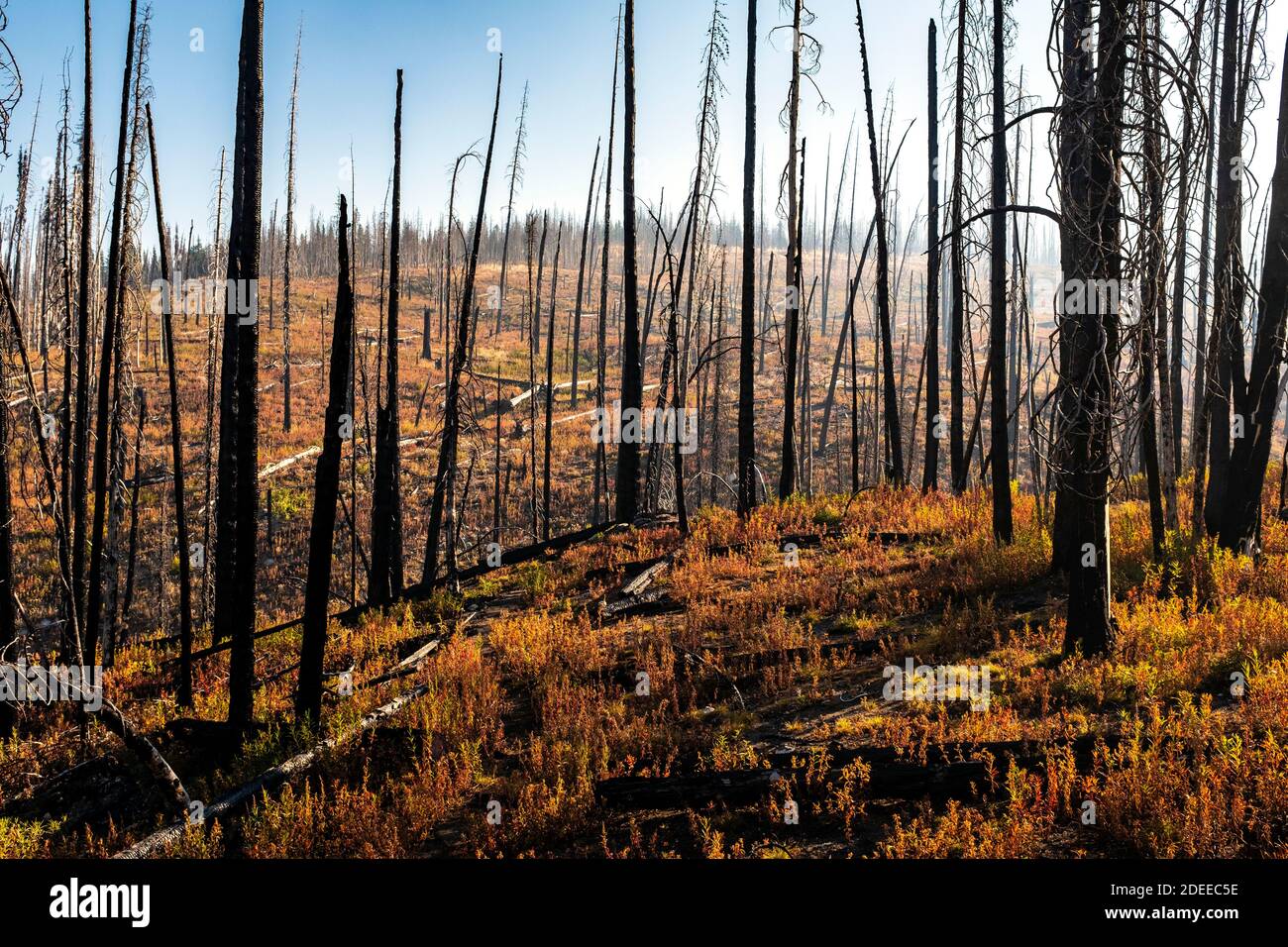 WA17720-00.....WASHINGTON - Burnt forest at Bunker Hill along the BoundaryTrail #533, Pasayten Wilderness, Okanogan Wenatchee National Forest. Stock Photo