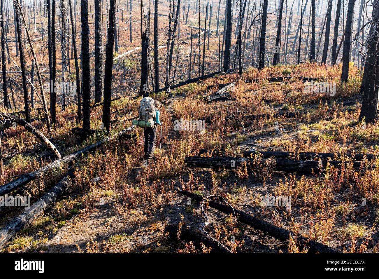 WA17721-00.....WASHINGTON - Woman backpacking through a  burnt forest at Bunker Hill along the BoundaryTrail #533, Pasayten Wilderness, Okanogan Wenat Stock Photo