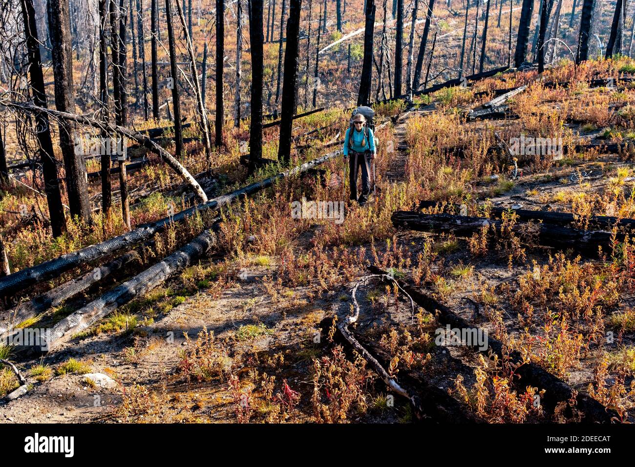 WA17722-00.....WASHINGTON - Woman backpacking through a  burnt forest at Bunker Hill along the BoundaryTrail #533, Pasayten Wilderness, Okanogan Wenat Stock Photo