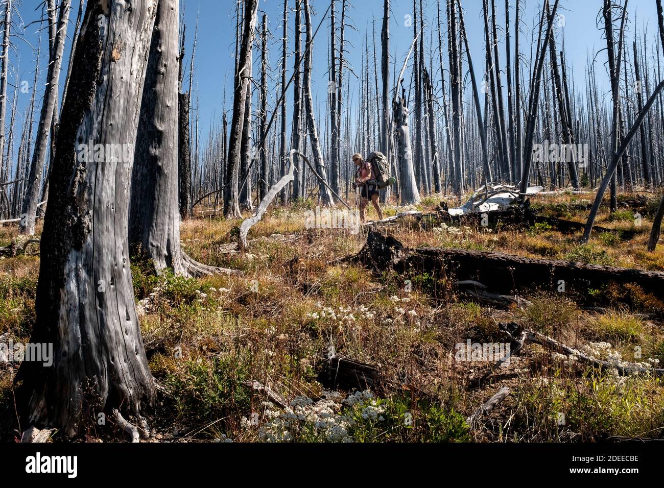 WA17723-00.....WASHINGTON - Woman backpacking through a  burnt forest at Bunker Hill along the BoundaryTrail #533, Pasayten Wilderness, Okanogan Wenat Stock Photo