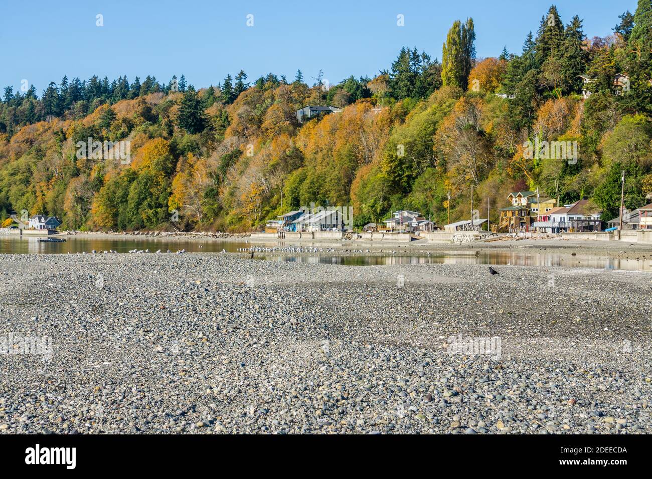 Autumn trees above waterfront homes in Des Moines, Washington Stock