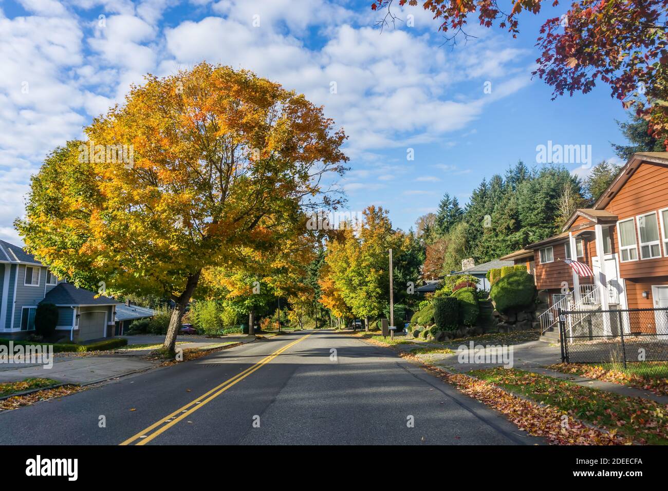 Autumn leaves on roadside trees in Burien, Washington. Stock Photo