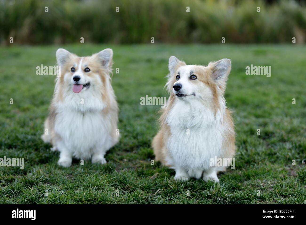 Two Pembroke Welsh Corgi Female Puppies Sitting and Looking Up Stock ...