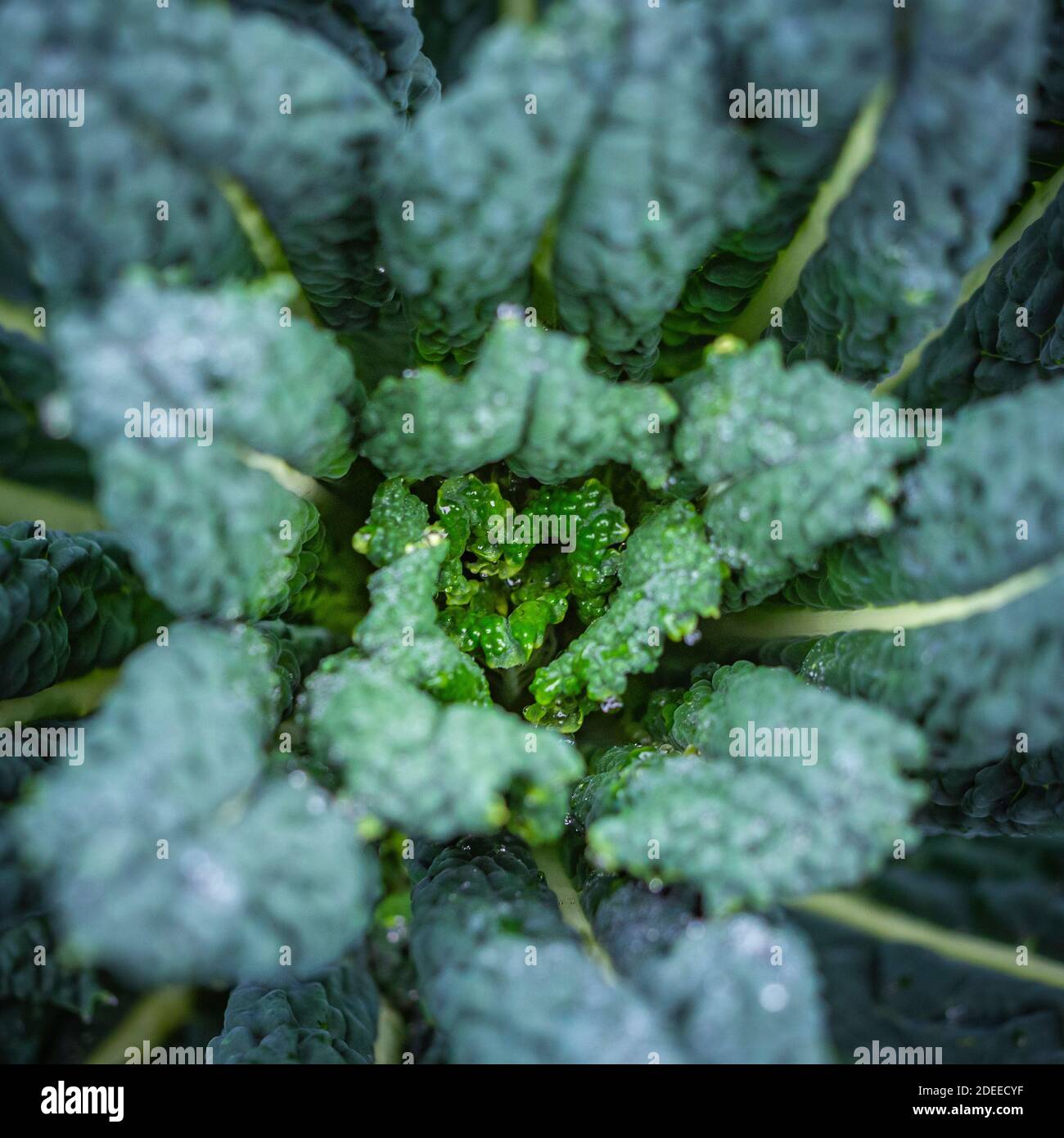 Kale Nero di Toscana growing in a UK vegetable garden. Stock Photo