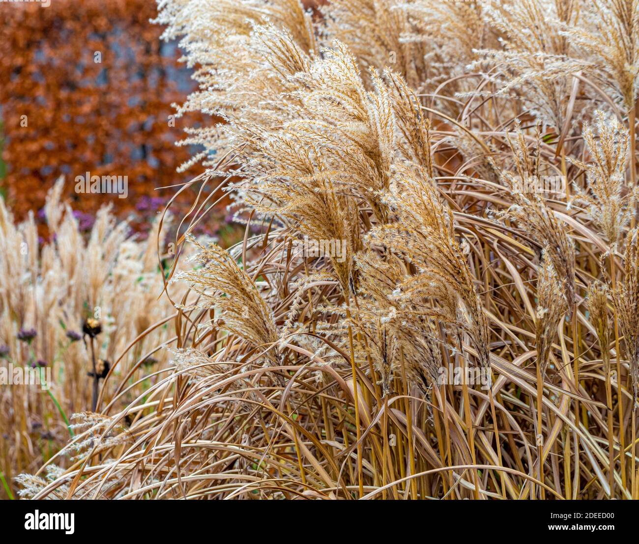 Pampas grass seed heads growing in front of a beech hedge in winter. Stock Photo