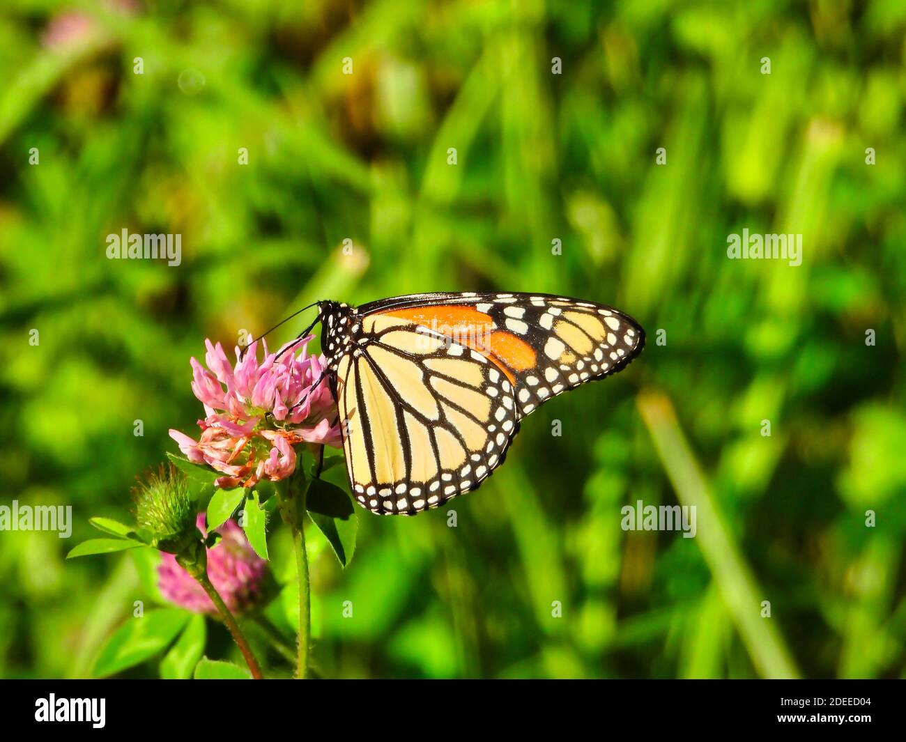 Monarch Butterfly Sits & Eats a Hot Pink Flower Showing Underside of Its Wing of Bright Yellow with Black Outline & White Spots & Top Side with Orange Stock Photo