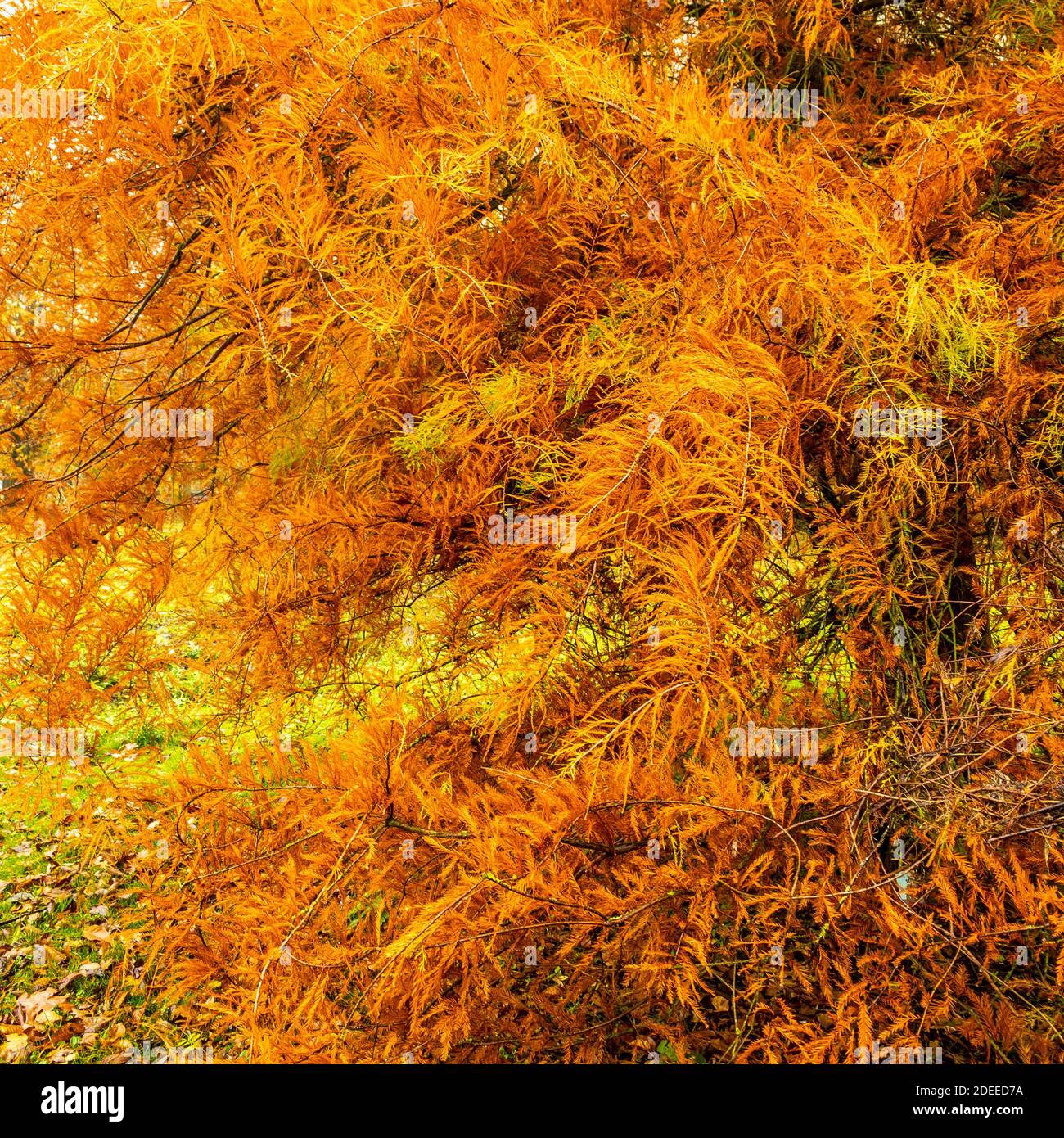 Swamp Cypress (Taxodium distichum) tree. Deciduous conifer in autumn with orange foliage Stock Photo