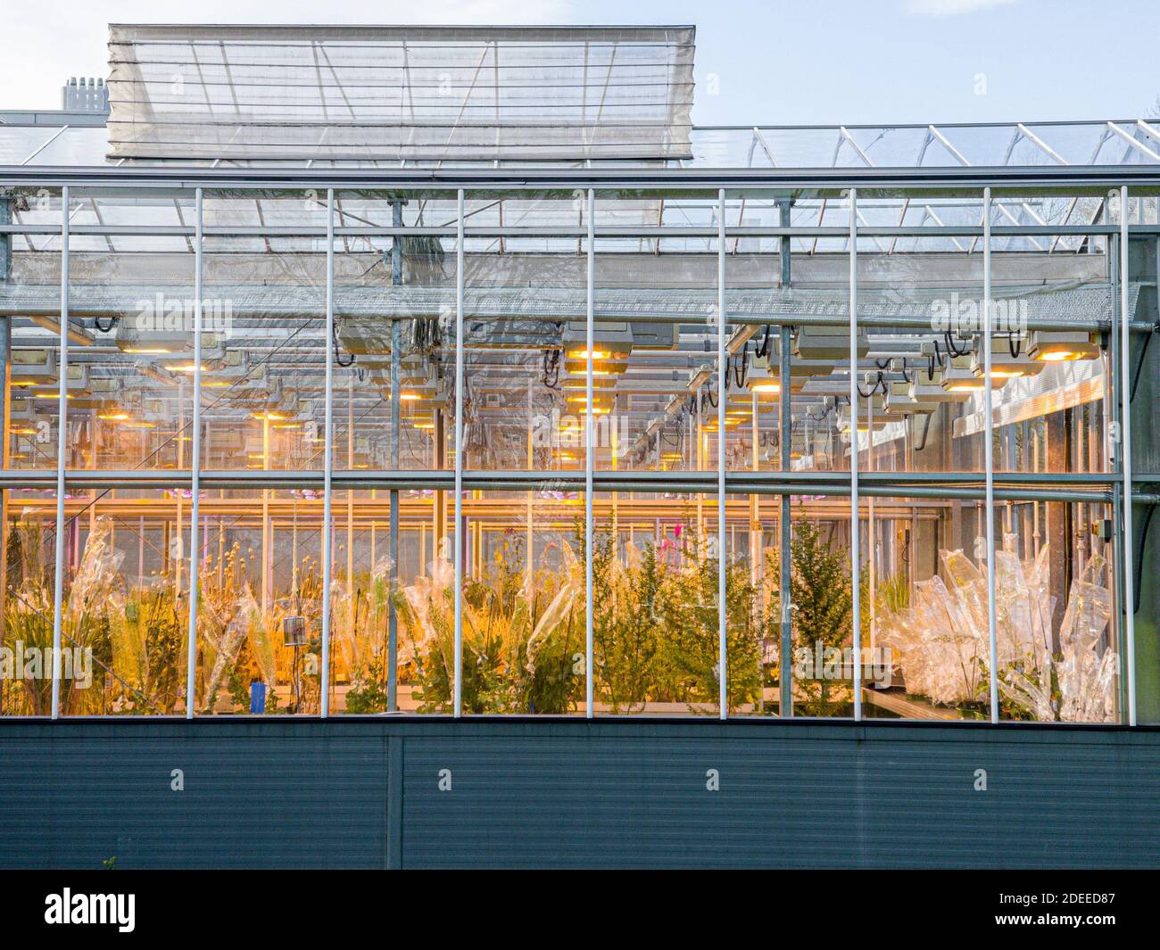Greenhouse with growing plants at biology lab, York University Stock