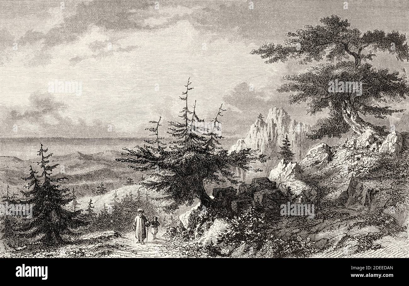 The cedars of Lebanon. Old 19th century engraved illustration Travel to Jerusalem by Alphonse de Lamartine from El Mundo en La Mano 1879 Stock Photo