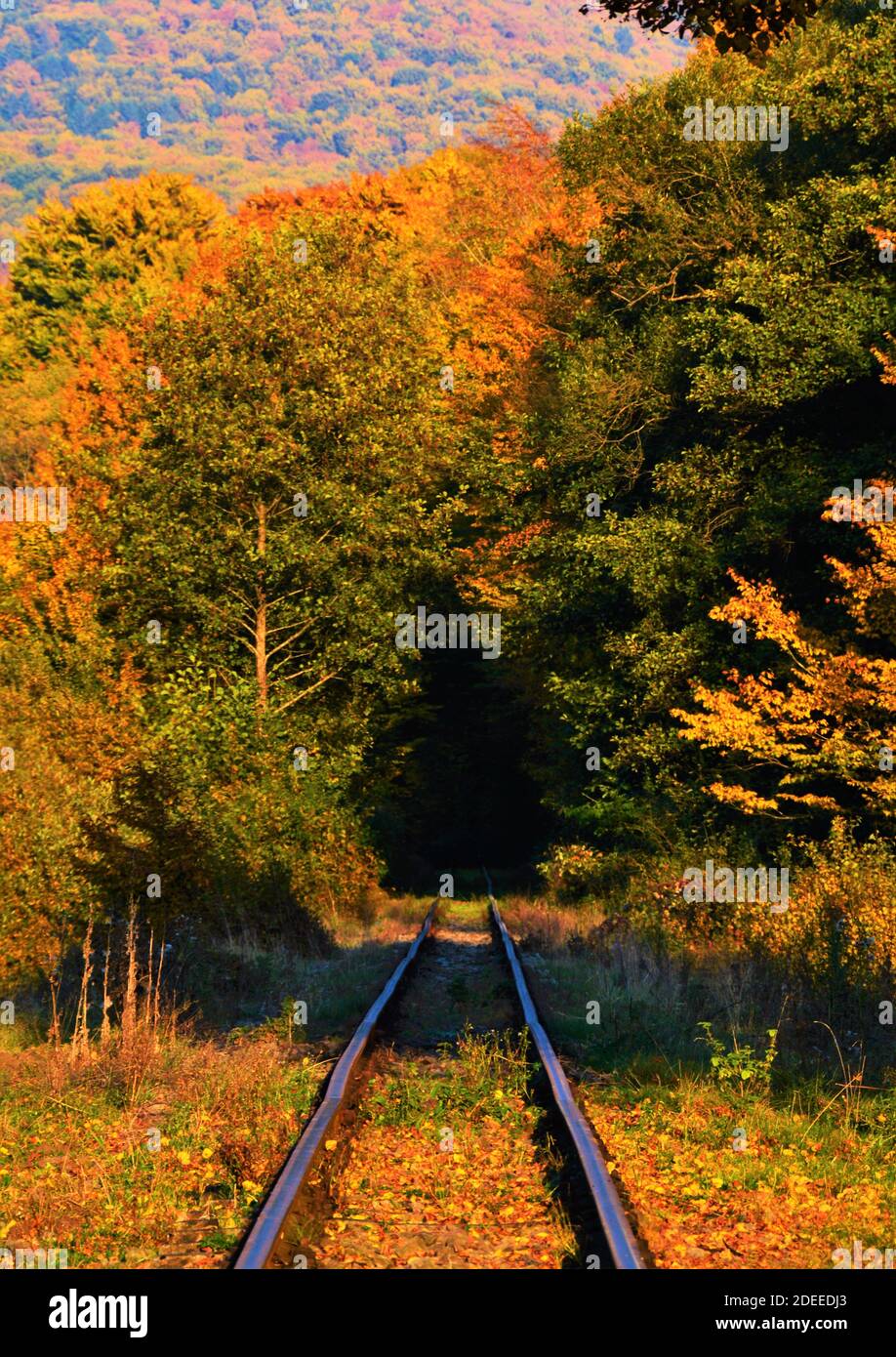 A vertical shot of the railroad enters the fall forest Stock Photo - Alamy