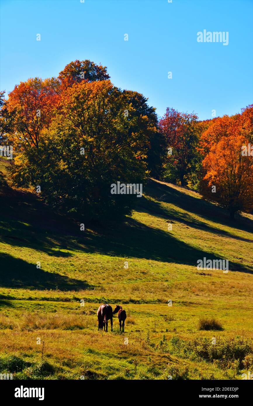 A rural landscape with animals grazing on the field Stock Photo - Alamy