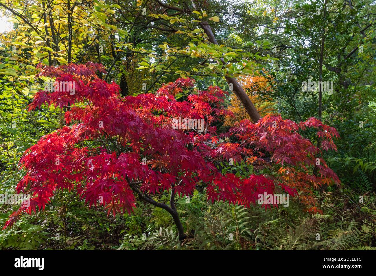 England, Surrey, Guildford, RHS Wisley, Autumn Colours Stock Photo