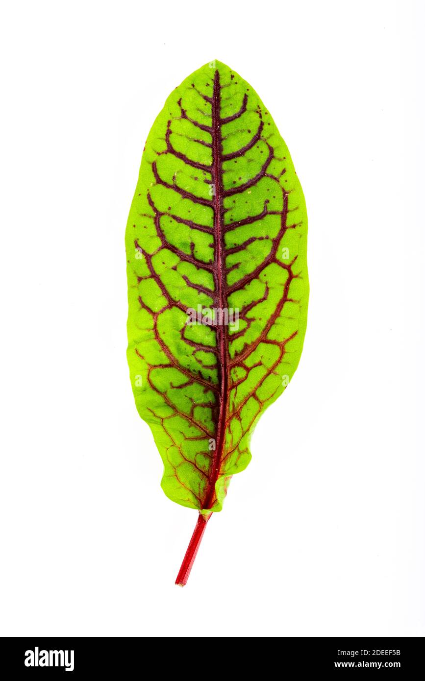fresh red veined sorrel leaves isolated on the white background Stock Photo