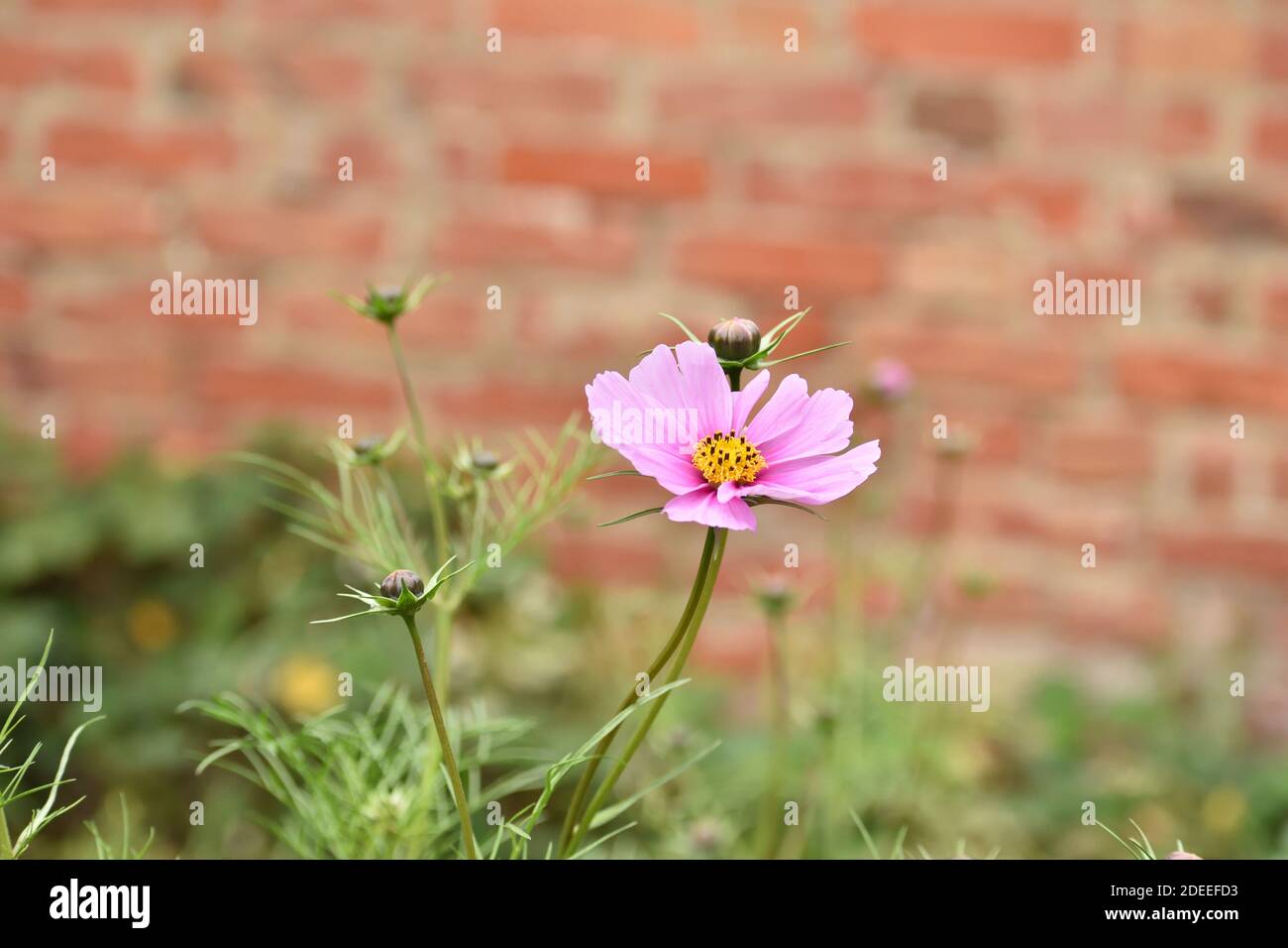 Cosmos flower in a garden with a brick wall behind Stock Photo